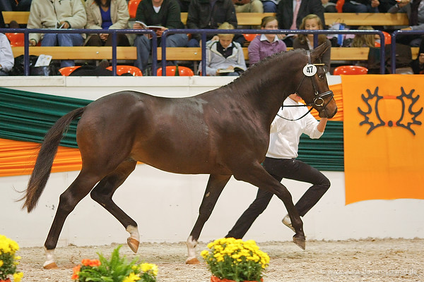 Saint Cyr v. Kostolany u.d. Elitestute Schwalbenspiel v. Exclusiv, Trakehner Gestt Hmelschenburg - Foto: Jutta Bauernschmitt