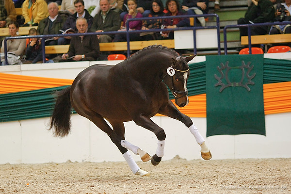 Saint Cyr v. Kostolany u.d. Elitestute Schwalbenspiel v. Exclusiv, Trakehner Gestt Hmelschenburg - Foto: Jutta Bauernschmitt