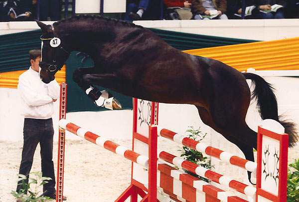 Saint Cyr v. Kostolany u.d. Elitestute Schwalbenspiel v. Exclusiv, Trakehner Gestt Hmelschenburg