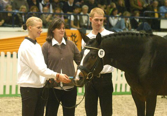 Saint Cyr v. Kostolany u.d. Elitestute Schwalbenspiel v. Exclusiv, Trakehner Gestt HmelschenburgFoto: Dr. Peter Richterich