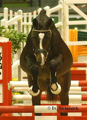 Saint Cyr v. Kostolany u.d. Elitestute Schwalbenspiel v. Exclusiv, Trakehner Gestt HmelschenburgFoto: Dr. Peter Richterich