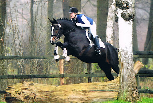 Trakehner Prmienhengst SAINT CYR von Kostolany u.d. Elitestute Schwalbenspiel v. Exclusiv - - Trakehner Gestt Hmelschenburg