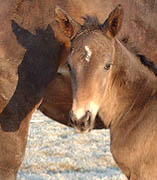 9 Stunden alt: Stf. von Kostolany u.d. Pr.St. Schwalbenherz v. Sir Shostakovich xx, Foto: Elisabeth Gilgen