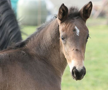 Salsa von Kostolany u.d. Schwalbenherz v. Sir Shostakovich xx u.d. Schamar v. Enrico Caruso, im Februar 2007