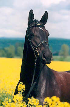 Savigny by Hennessy out of Premium-Mare Schwalbenlust by Enrico Caruso