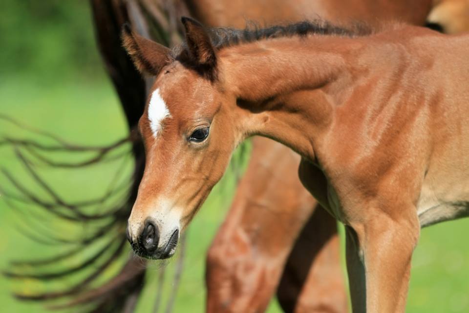 Hengstfohlen von Oliver Twist u.d. Hommage v. Goldschmidt
 - Foto: Stephan Bischhoff - Gestt Hmelschenburg