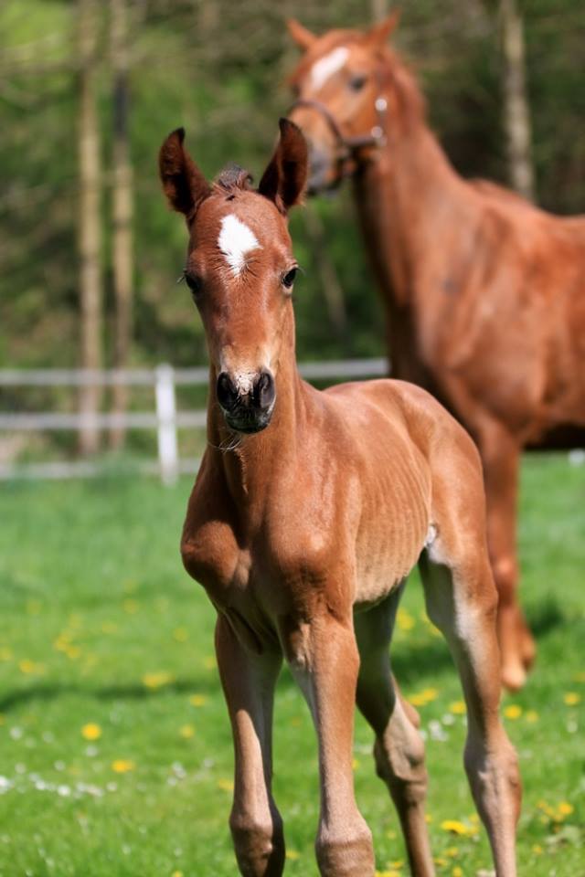 Hengstfohlen von Oliver Twist u.d. Hommage v. Goldschmidt
 - Foto: Stephan Bischhoff - Gestt Hmelschenburg