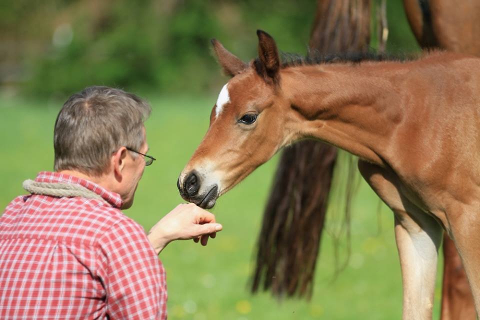 Hengstfohlen von Oliver Twist u.d. Hommage v. Goldschmidt
 - Foto: Stephan Bischhoff - Gestt Hmelschenburg