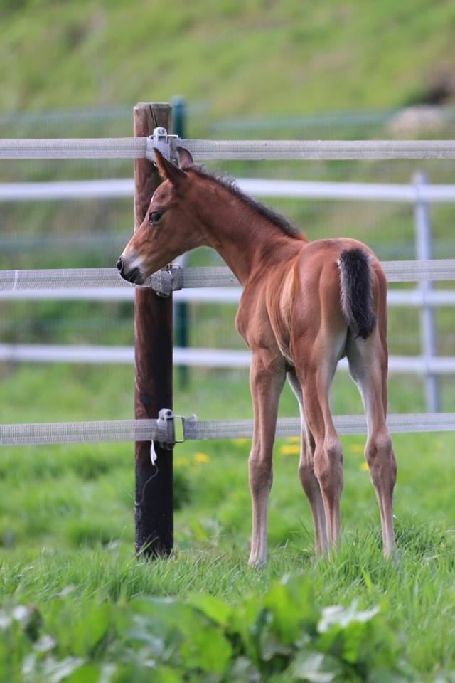 Hengstfohlen von Oliver Twist u.d. Hommage v. Goldschmidt
 - Foto: Stephan Bischhoff - Gestt Hmelschenburg