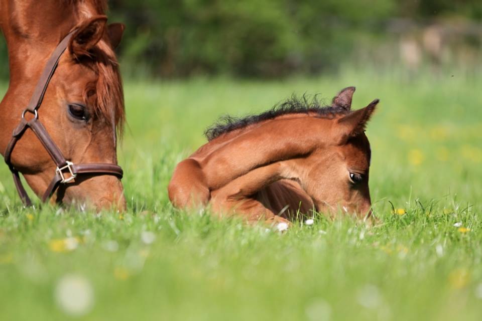 Hengstfohlen von Oliver Twist u.d. Hommage v. Goldschmidt
 - Foto: Stephan Bischhoff - Gestt Hmelschenburg