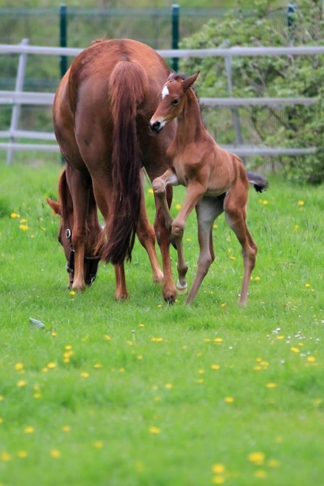 Hengstfohlen von Oliver Twist u.d. Hommage v. Goldschmidt
 - Foto: Stephan Bischhoff - Gestt Hmelschenburg
