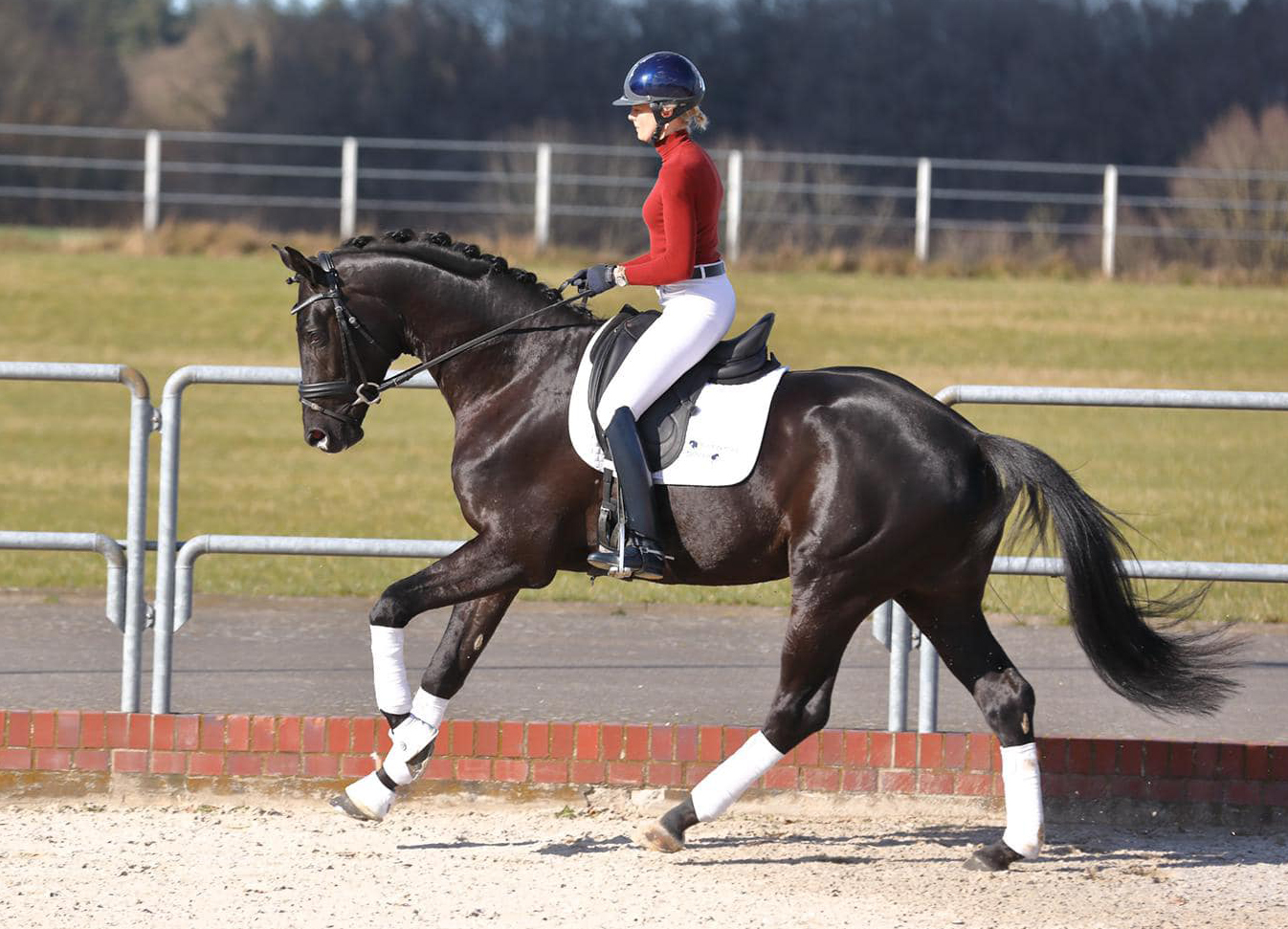 Trakehner Hengst Ezekiel, Foto: Stephan Bischoff - Gestt Hmelschenburg