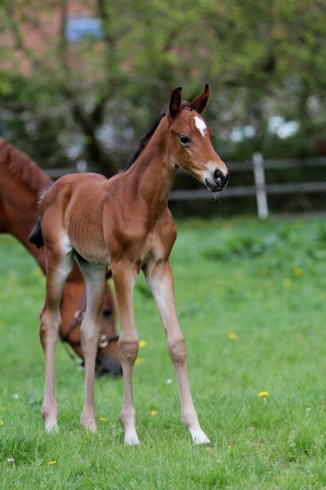 Hengstfohlen von Oliver Twist u.d. Hommage v. Goldschmidt
 - Foto: Stephan Bischhoff - Gestt Hmelschenburg