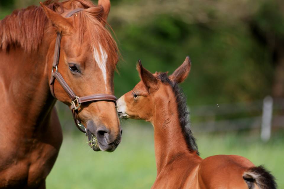 Hengstfohlen von Oliver Twist u.d. Hommage v. Goldschmidt
 - Foto: Stephan Bischhoff - Gestt Hmelschenburg