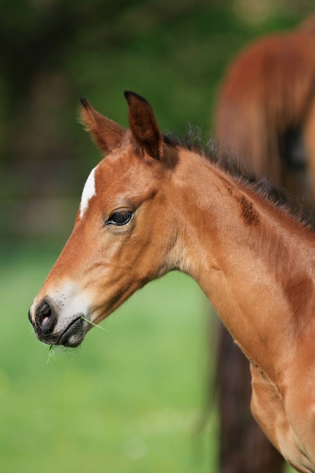 Hengstfohlen von Oliver Twist u.d. Hommage v. Goldschmidt
 - Foto: Stephan Bischhoff - Gestt Hmelschenburg