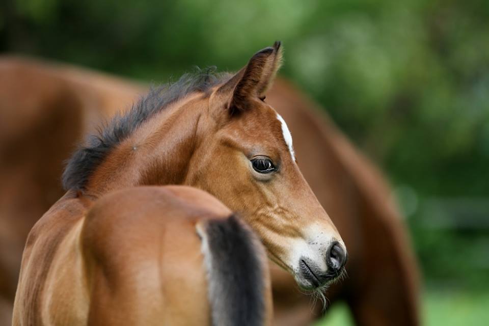 Hengstfohlen von Oliver Twist u.d. Hommage v. Goldschmidt
 - Foto: Stephan Bischhoff - Gestt Hmelschenburg