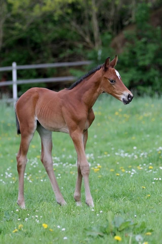Hengstfohlen von Oliver Twist u.d. Hommage v. Goldschmidt
 - Foto: Stephan Bischhoff - Gestt Hmelschenburg