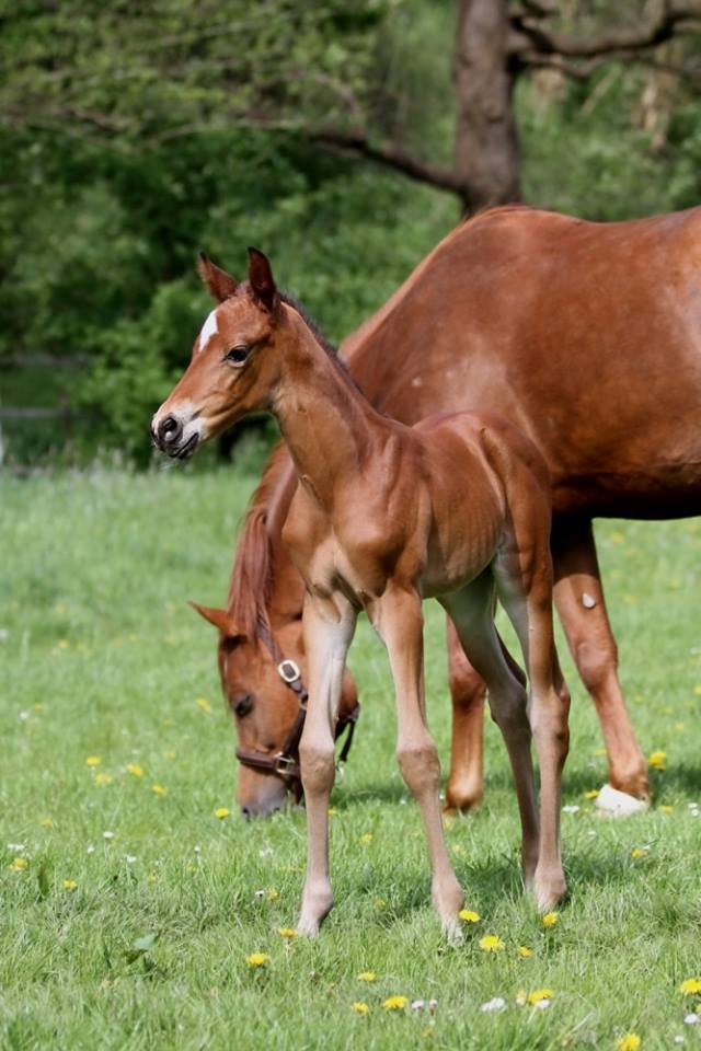 Hengstfohlen von Oliver Twist u.d. Hommage v. Goldschmidt
 - Foto: Stephan Bischhoff - Gestt Hmelschenburg