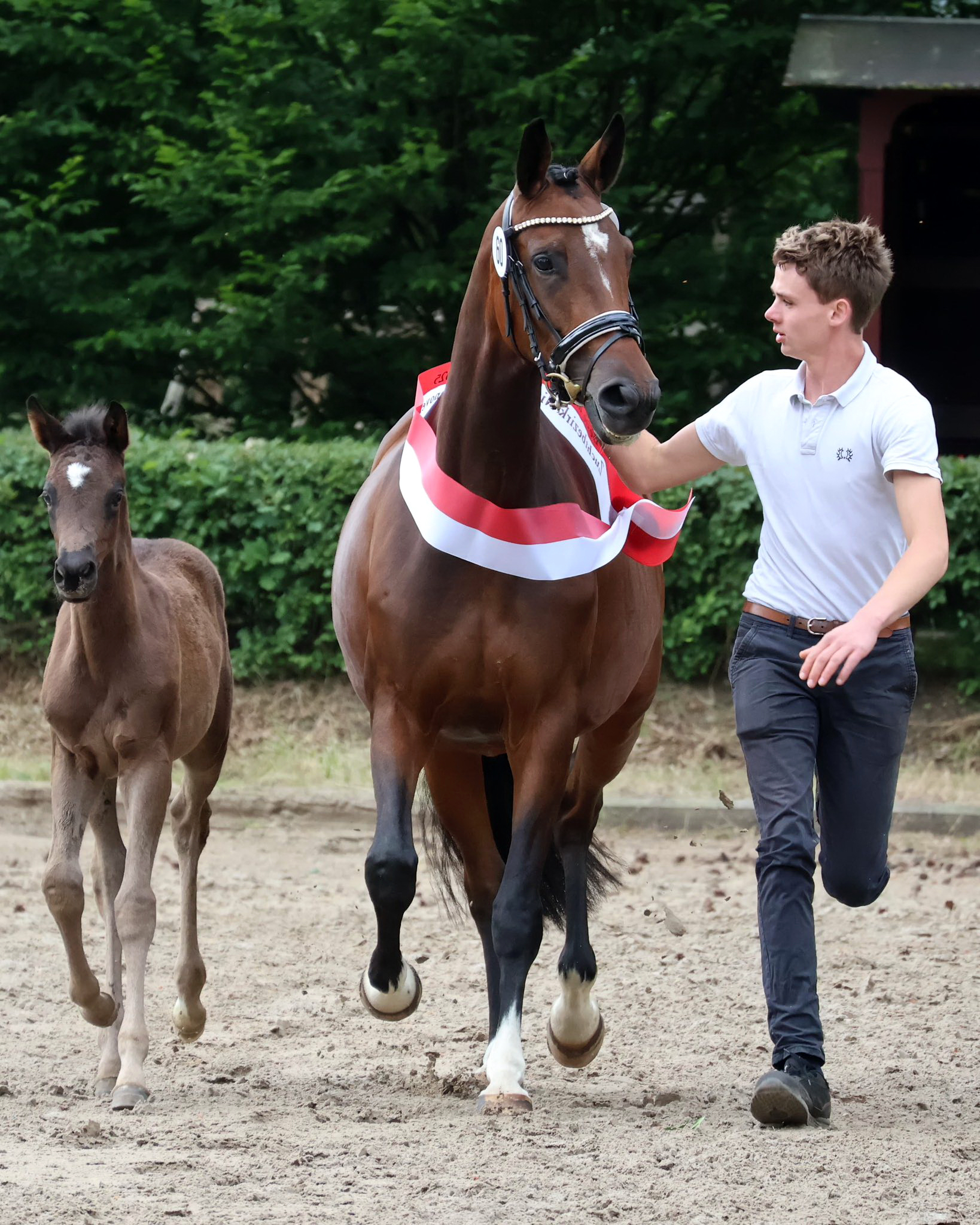 Karidia - Trakehner Prmienstute von Saint Cyr u.d. Pr.St. Karida v. Oliver Twist - Foto: Beate Langels - Trakehner Gestt Hmelschenburg