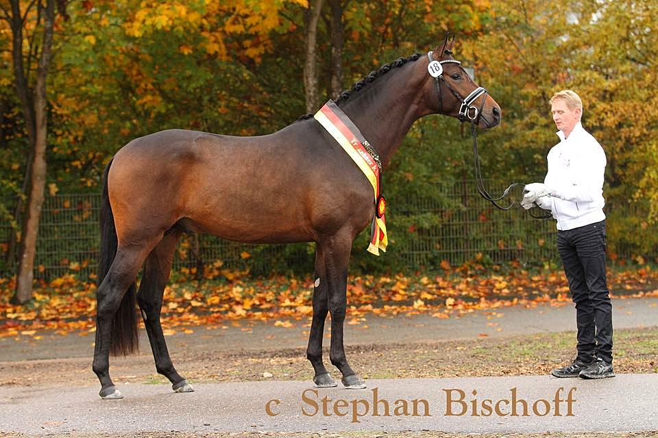 Trakehner Siegerhengst von His Moment v. Millenium x Le Rouge, Gestt Hmelschenburg