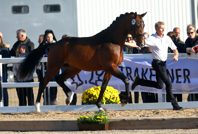 Trakehner Hengst High Quality von Saint Cyr u.d. Hanna von Summertime  - Foto: Stefan Bischoff