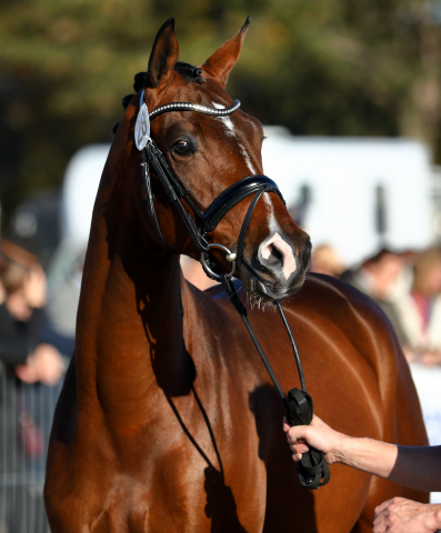 Trakehner Hengst High Quality von Saint Cyr u.d. Hanna von Summertime  - Foto: Stefan Bischoff