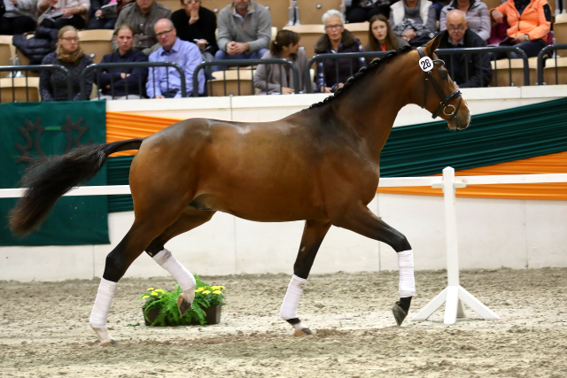 Trakehner Hengst High Quality von Saint Cyr u.d. Hanna von Summertime  - Foto: Stefan Bischoff