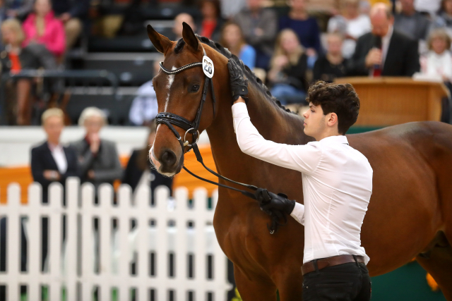 Trakehner Hengst High Quality von Saint Cyr u.d. Hanna von Summertime  - Foto: Stefan Bischoff