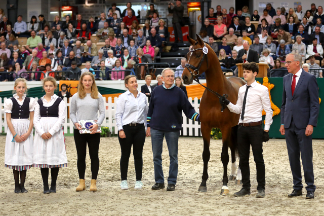 Trakehner Hengst High Quality von Saint Cyr u.d. Hanna von Summertime  - Foto: Stefan Bischoff