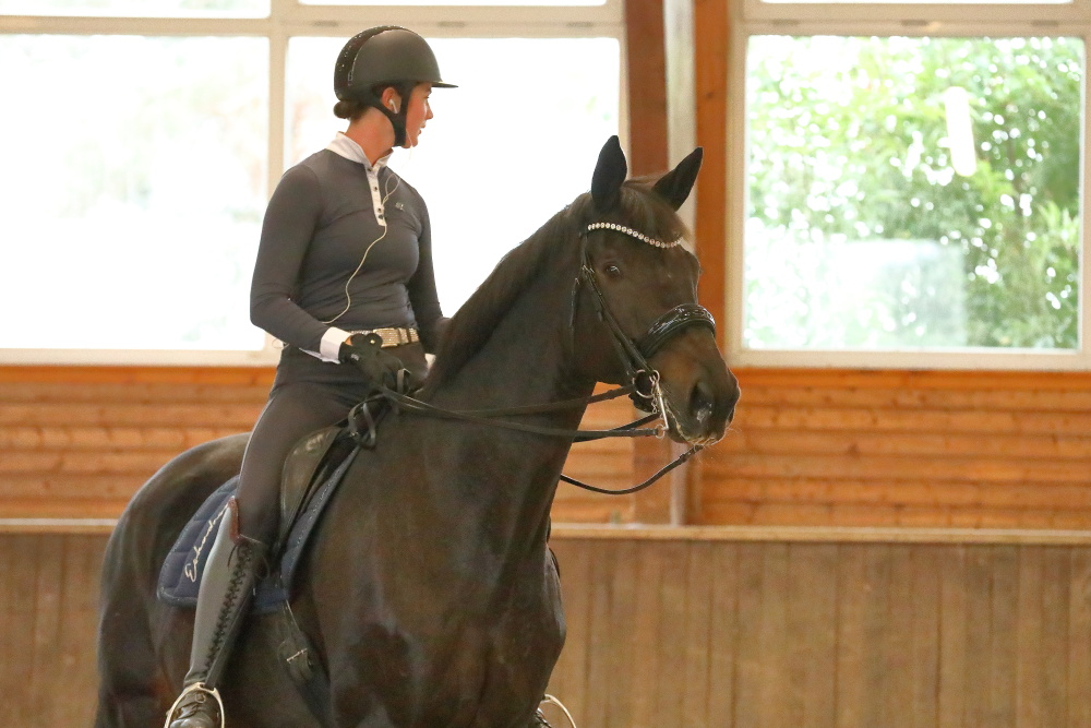 Seal von Gribaldi u.d. ESt. Schwalbenspiel v. Exclusiv und Lune Karolin Mller - Foto: Stefan Bischoff - Trakehner Gestt Hmelschenburg