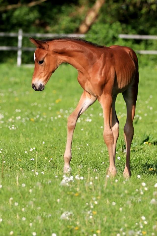 Hengstfohlen von Oliver Twist u.d. Hommage v. Goldschmidt
 - Foto: Stephan Bischhoff - Gestt Hmelschenburg