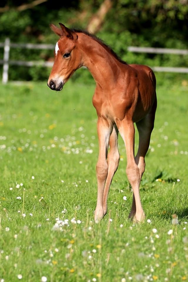 Hengstfohlen von Oliver Twist u.d. Hommage v. Goldschmidt
 - Foto: Stephan Bischhoff - Gestt Hmelschenburg