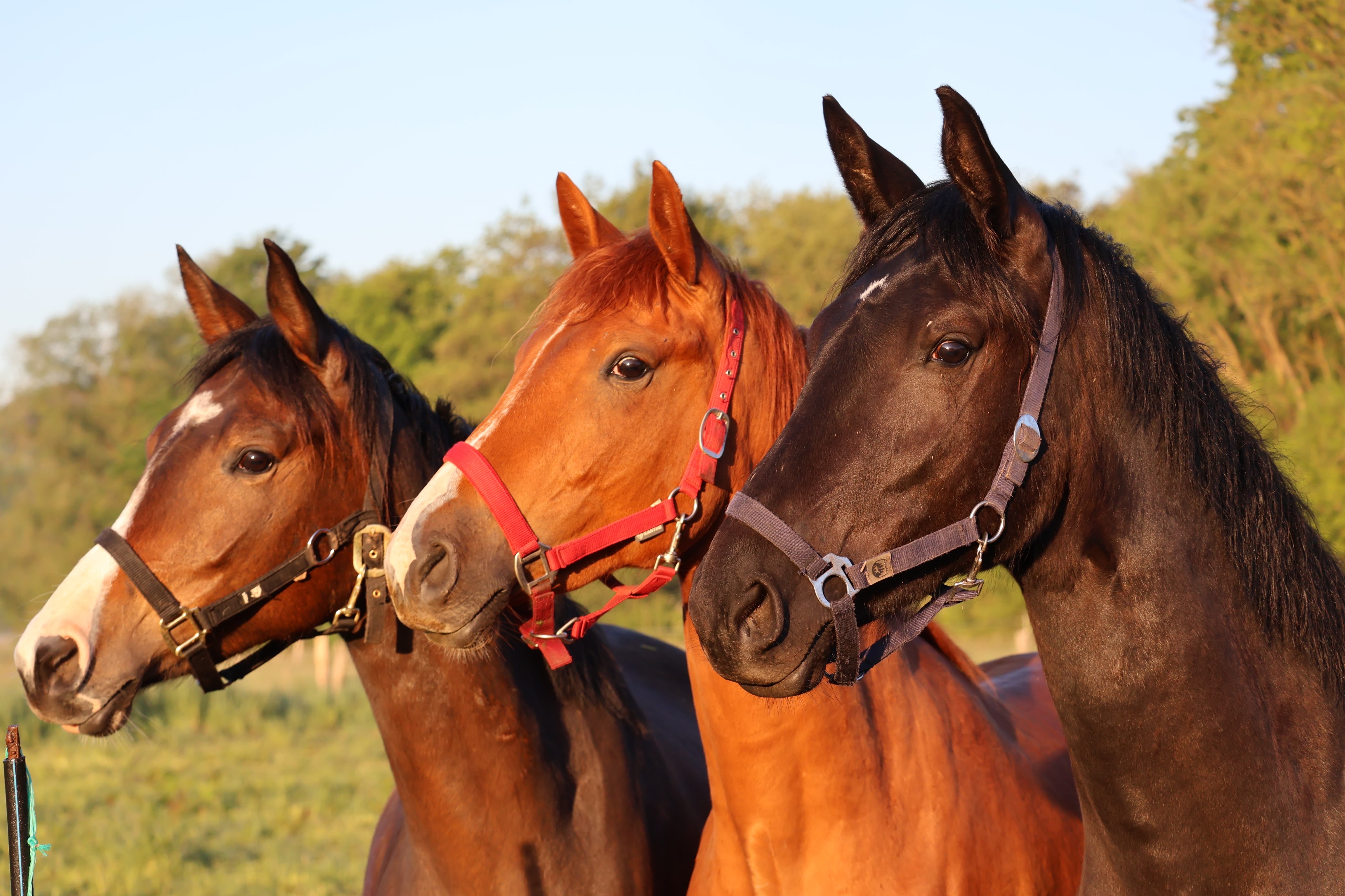 2jhrige Stuten im Tal der Emmer - 11.Mai 2025 - Trakehner Gestt Hmelschenburg - Foto Sabine Beyer
