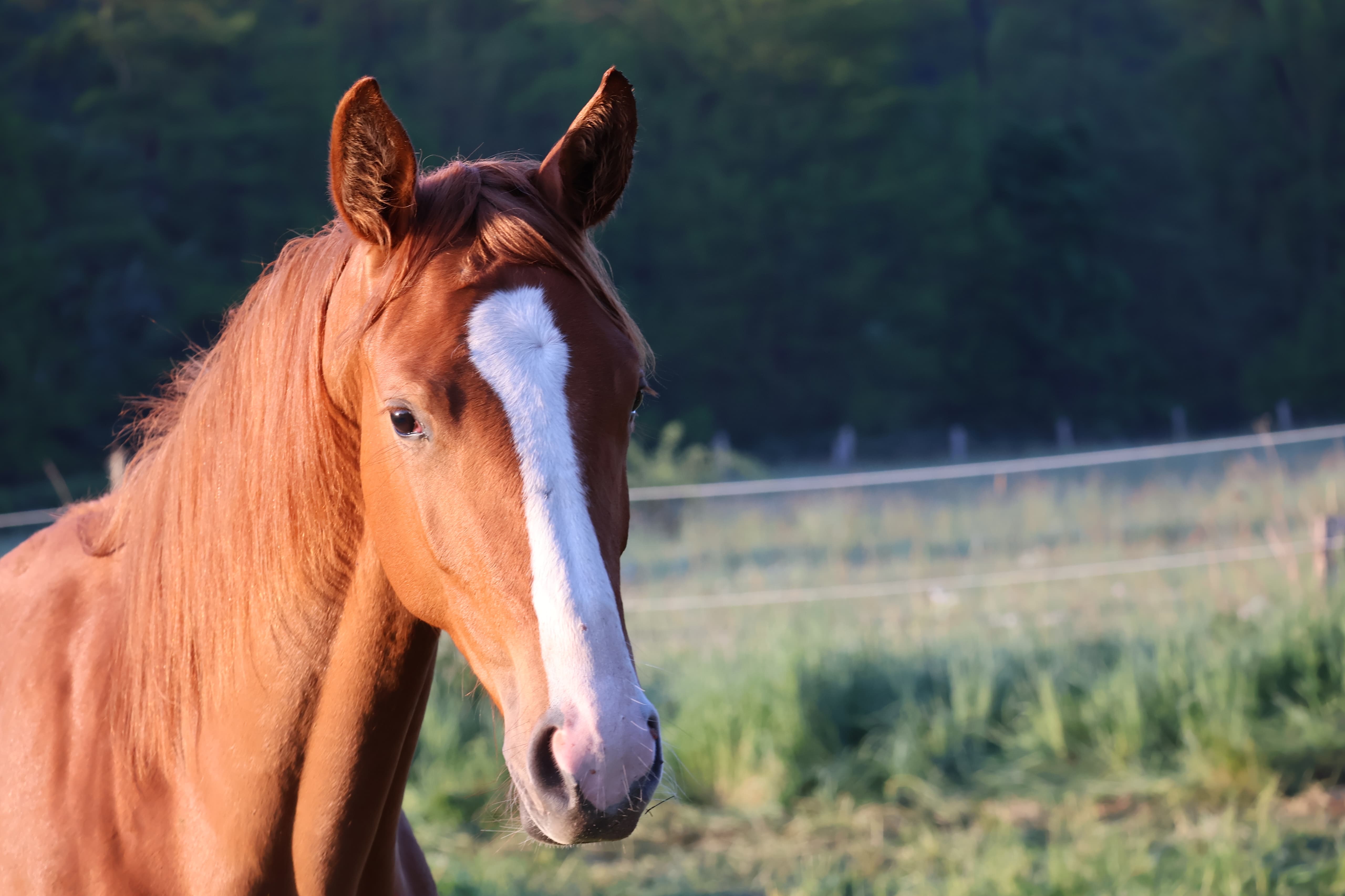Trs Unique v. His Moment (als Jhrling) im Tal der Emmer - 11.Mai 2025 - Trakehner Gestt Hmelschenburg - Foto Sabine Beyer