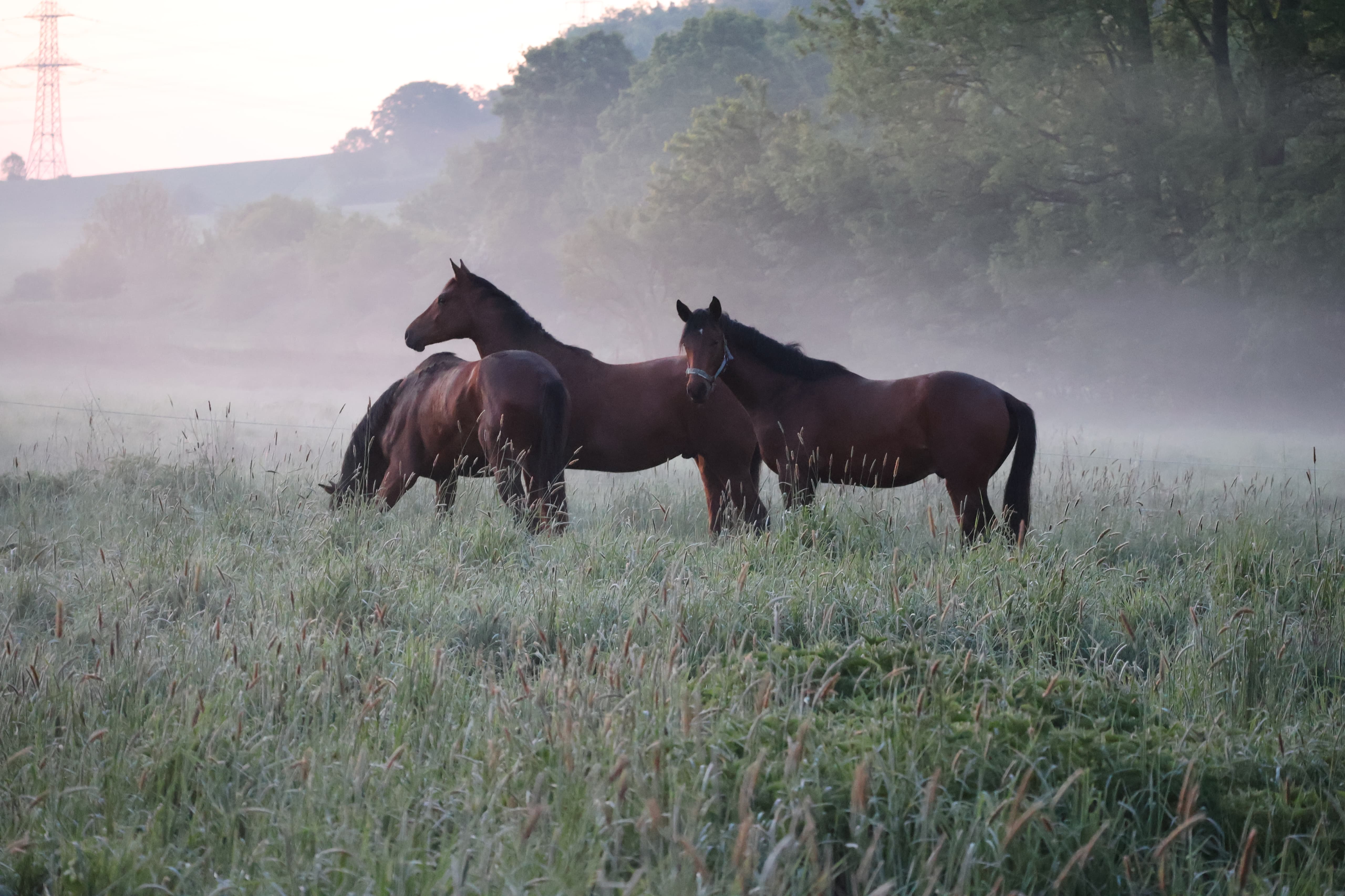 Trakehner Junghengste im Tal der Emmer - 11.Mai 2025 - Trakehner Gestt Hmelschenburg - Foto Sabine Beyer