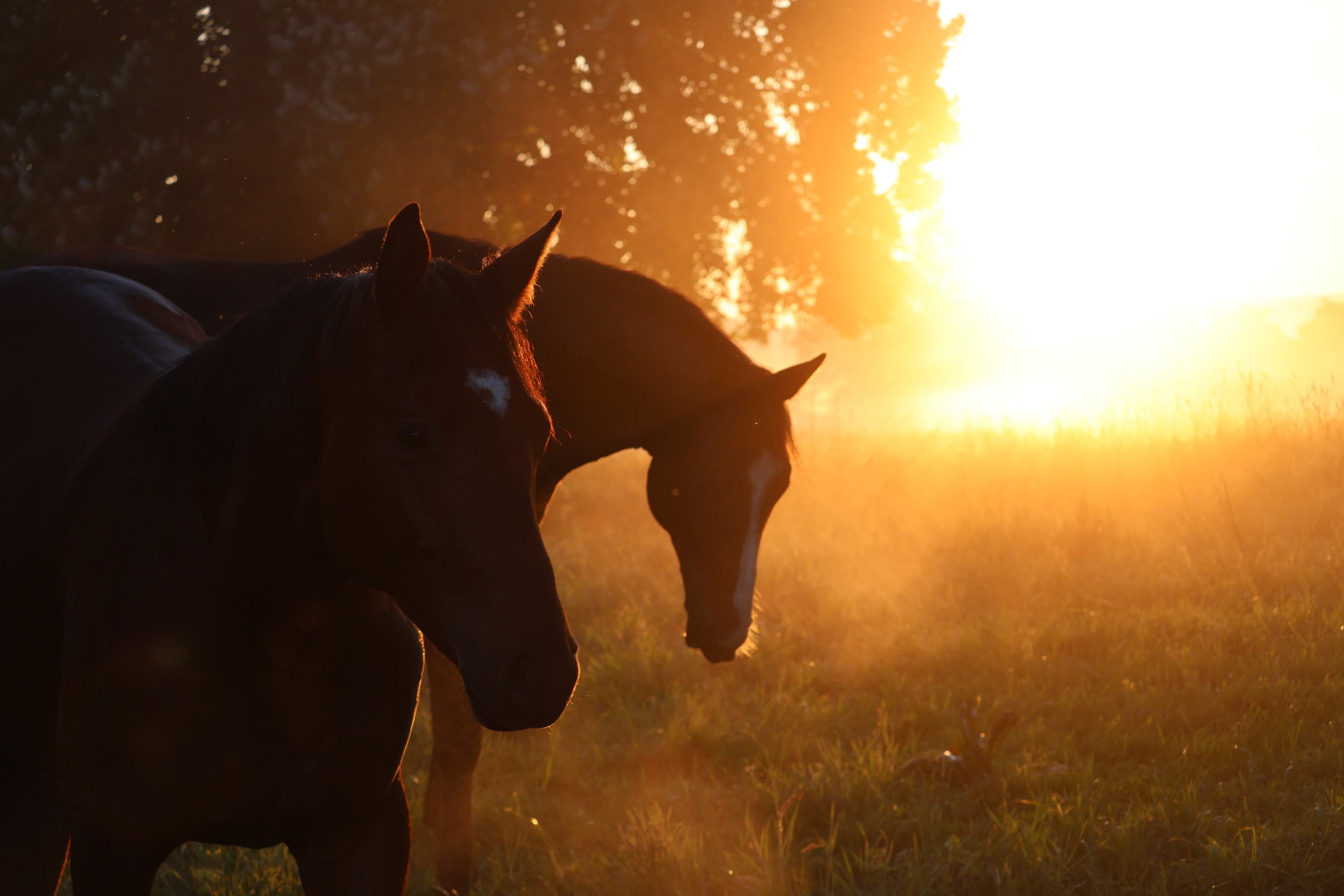 Trakehner Junghengste im Tal der Emmer - 11.Mai 2025 - Trakehner Gestt Hmelschenburg - Foto Sabine Beyer