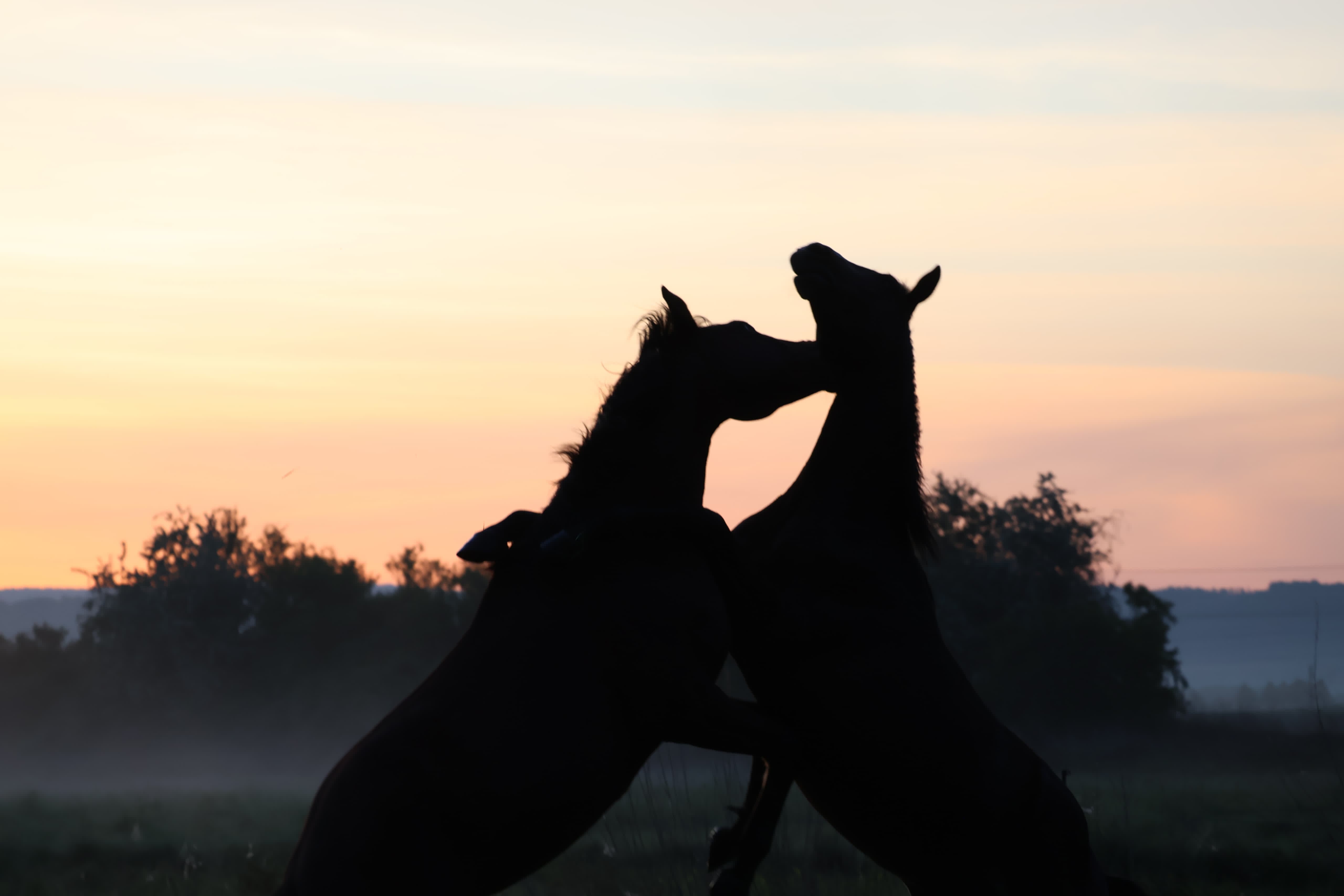 Trakehner Junghengste im Tal der Emmer - 11.Mai 2025 - Trakehner Gestt Hmelschenburg - Foto Sabine Beyer