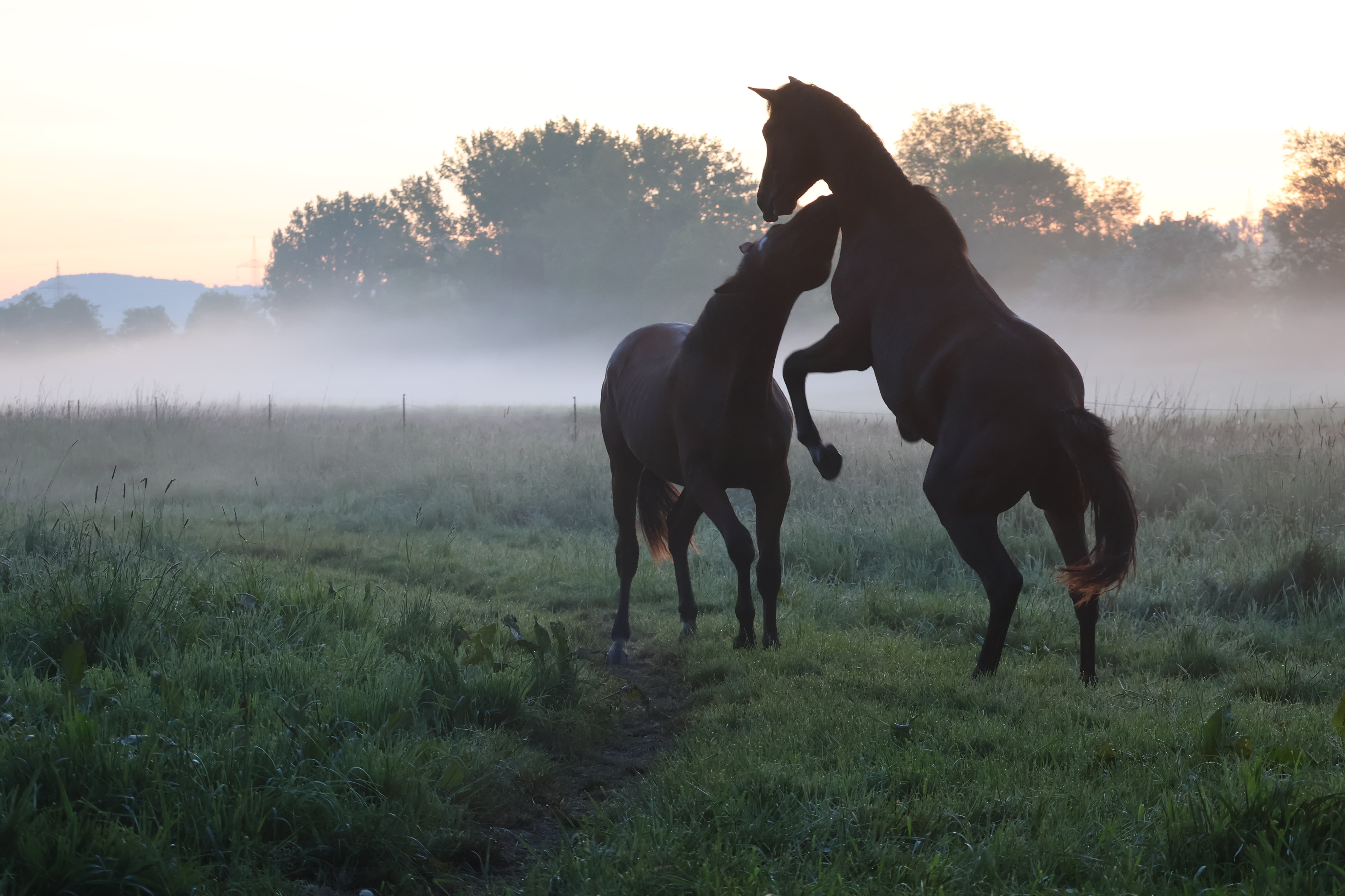 Trakehner Junghengste im Tal der Emmer - 11.Mai 2025 - Trakehner Gestt Hmelschenburg - Foto Sabine Beyer