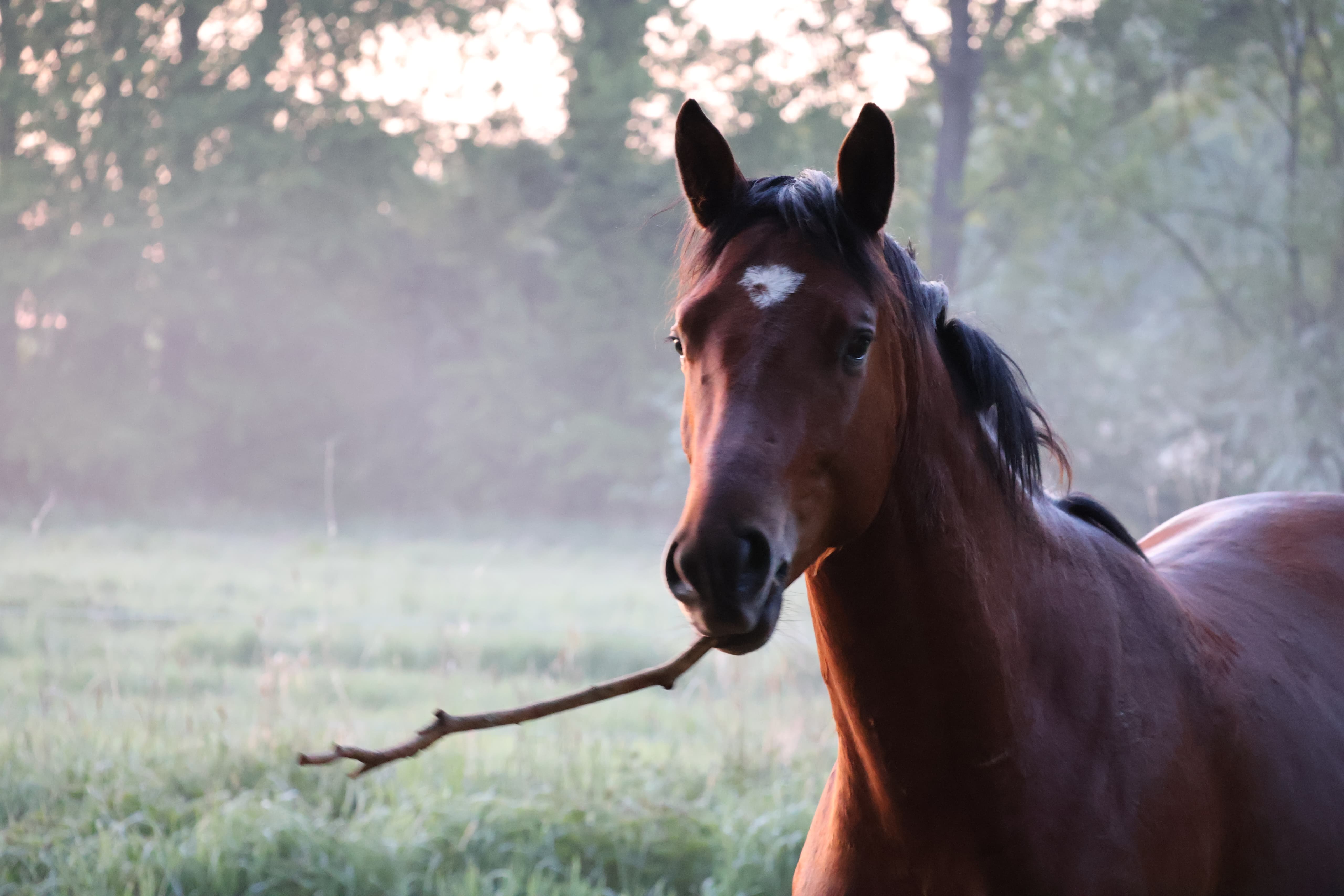 Trakehner Junghengste im Tal der Emmer - 11.Mai 2025 - Trakehner Gestt Hmelschenburg - Foto Sabine Beyer