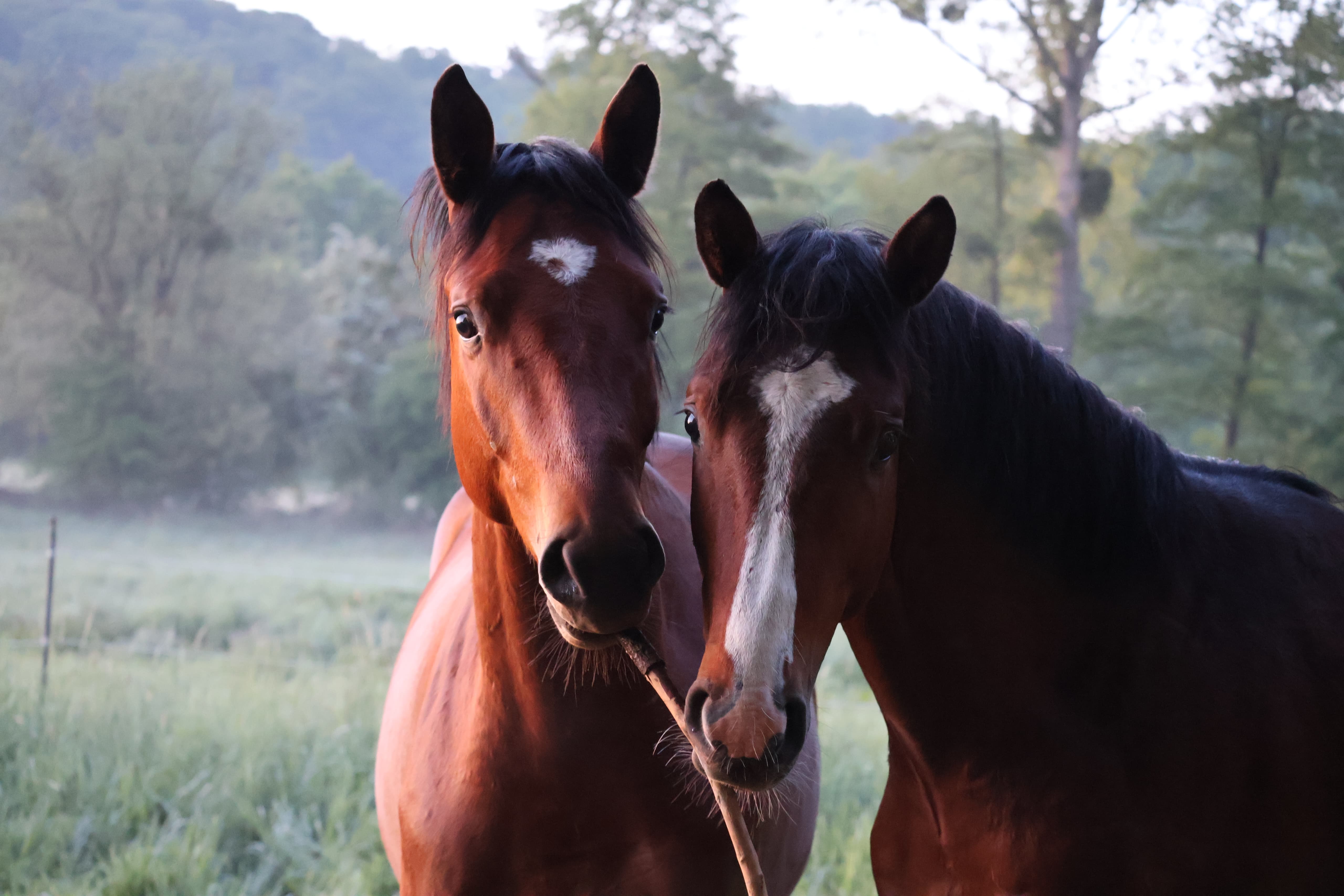 Trakehner Junghengste im Tal der Emmer - 11.Mai 2025 - Trakehner Gestt Hmelschenburg - Foto Sabine Beyer