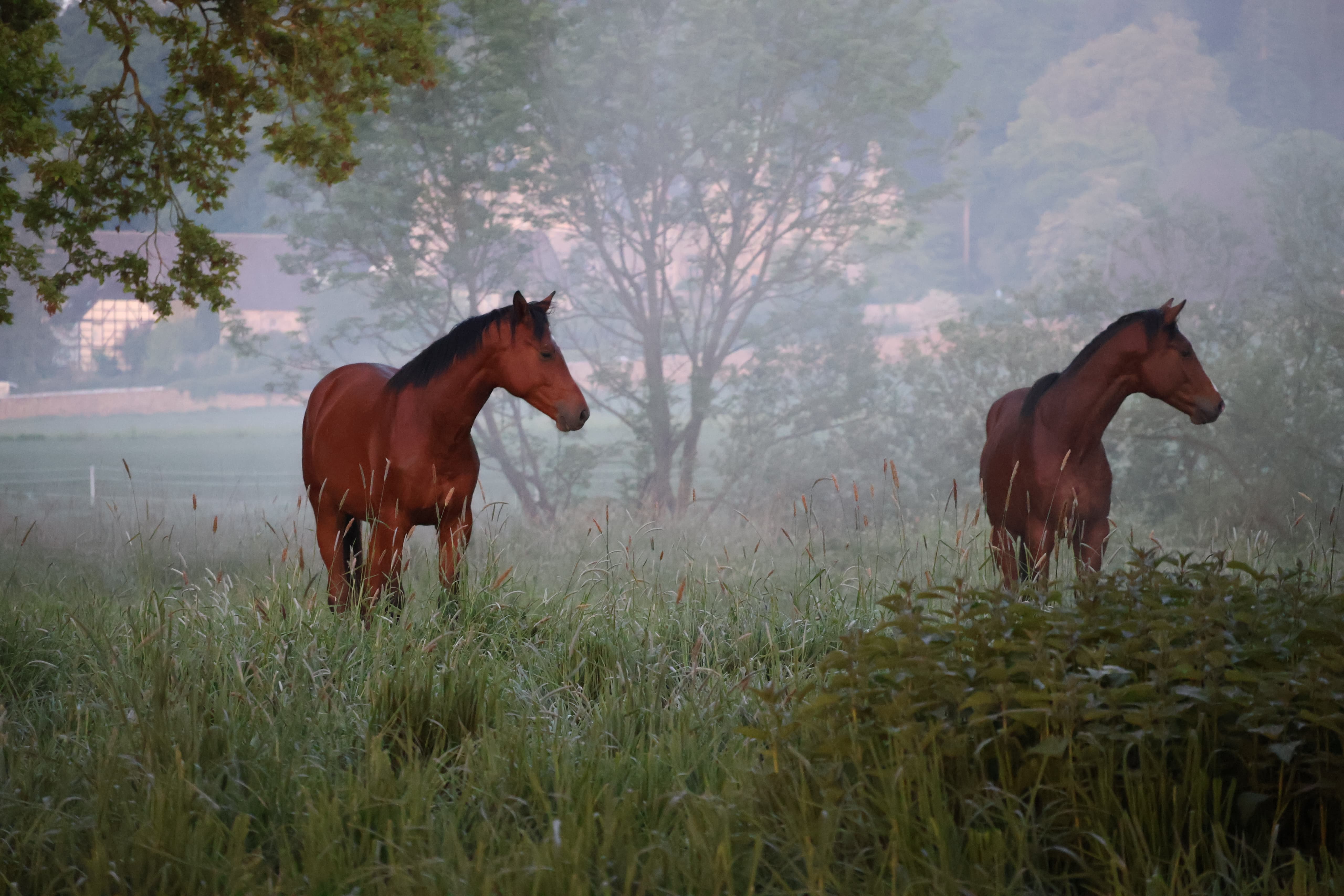 Trakehner Junghengste im Tal der Emmer - 11.Mai 2025 - Trakehner Gestt Hmelschenburg - Foto Sabine Beyer