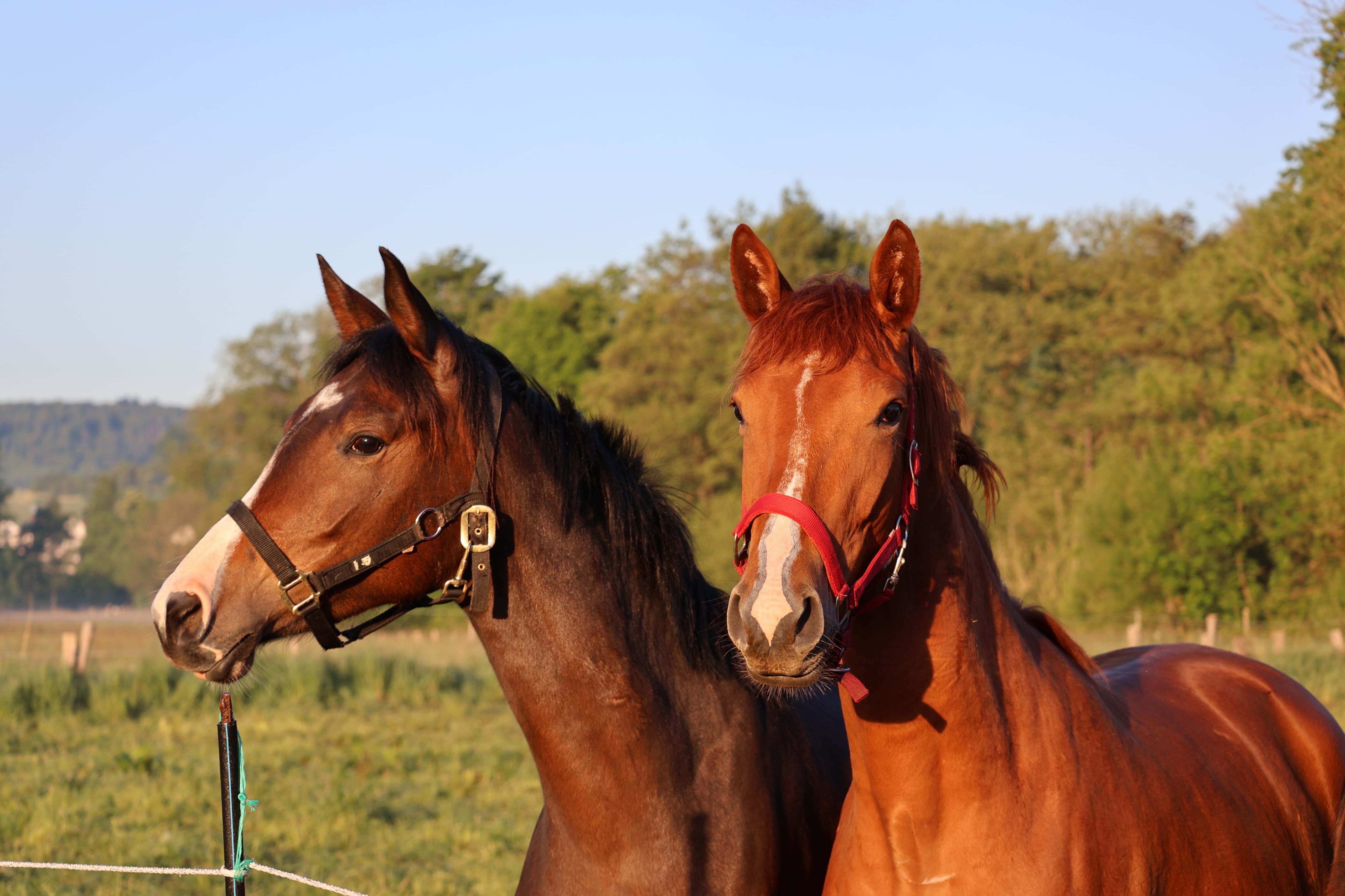 Trakehner Stuten Giavedia und Kavalea im Tal der Emmer - 11.Mai 2025 - Trakehner Gestt Hmelschenburg - Foto Sabine Beyer