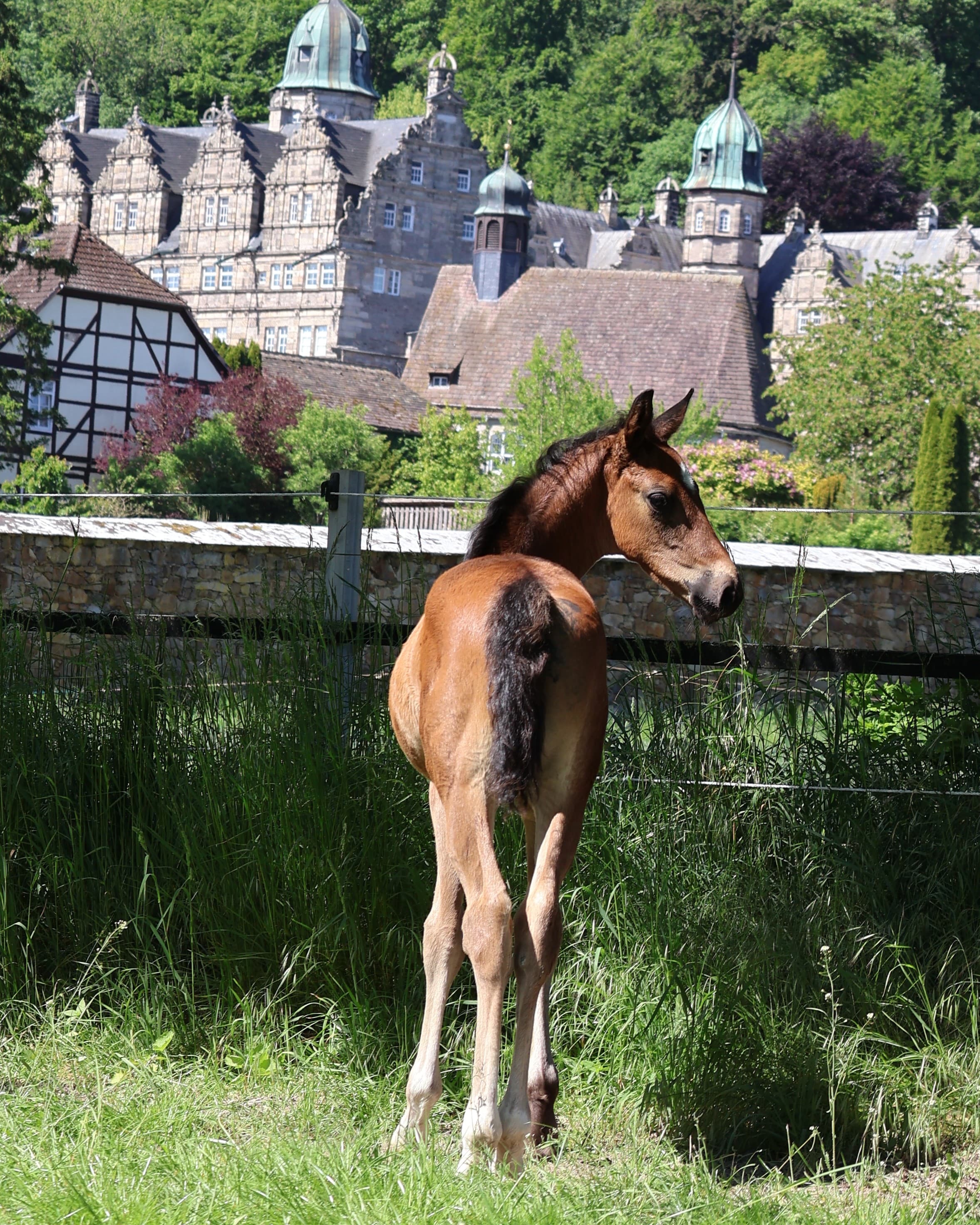 Trakehner Fohlen des Gestt Hmelschenburg - 16.Mai 2025 - Trakehner Gestt Hmelschenburg - Foto Sabine Beyer