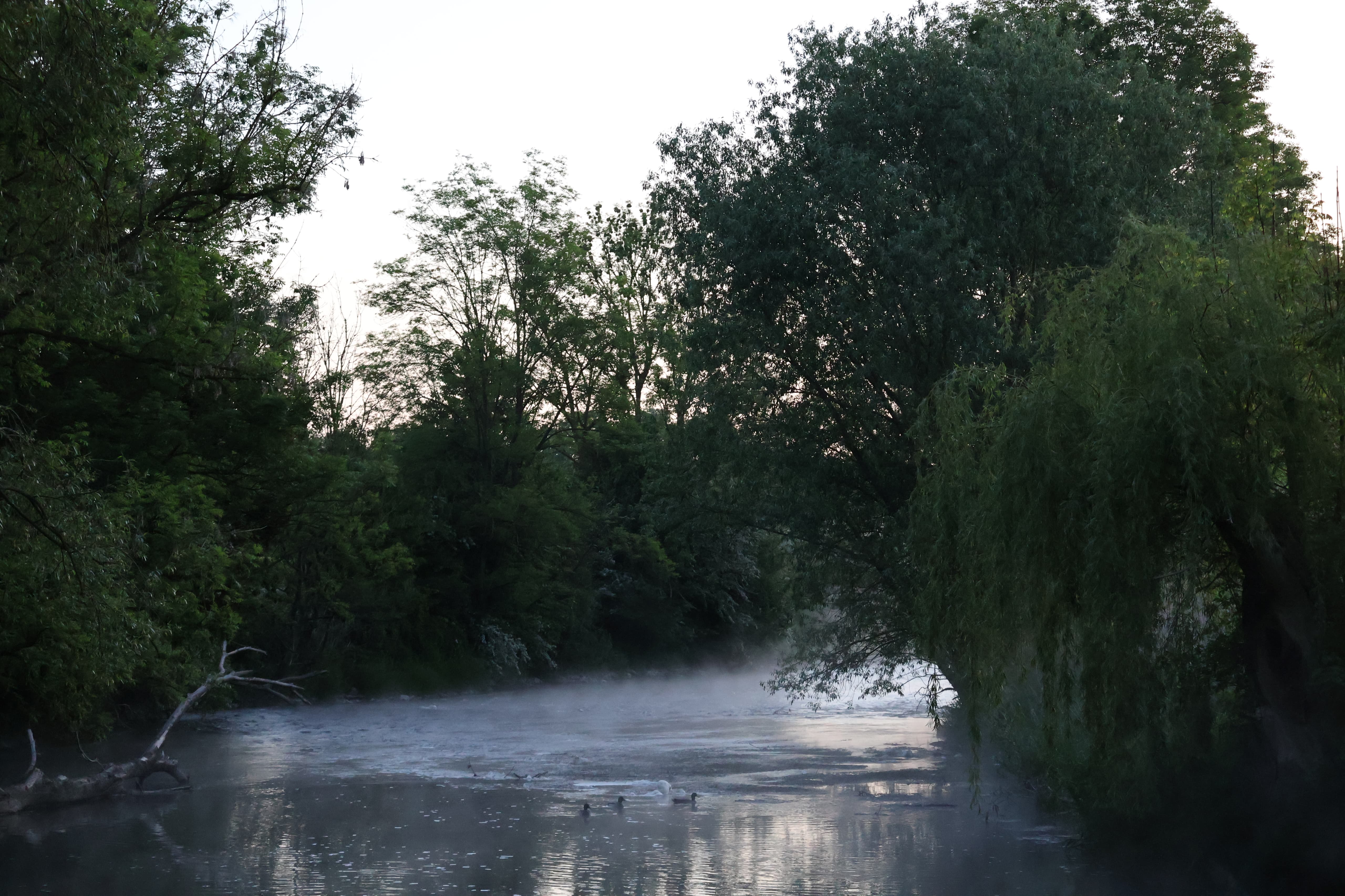 An der Emmer - Gestt Hmelschenburg - 16.Mai 2025 - Trakehner Gestt Hmelschenburg - Foto Sabine Beyer