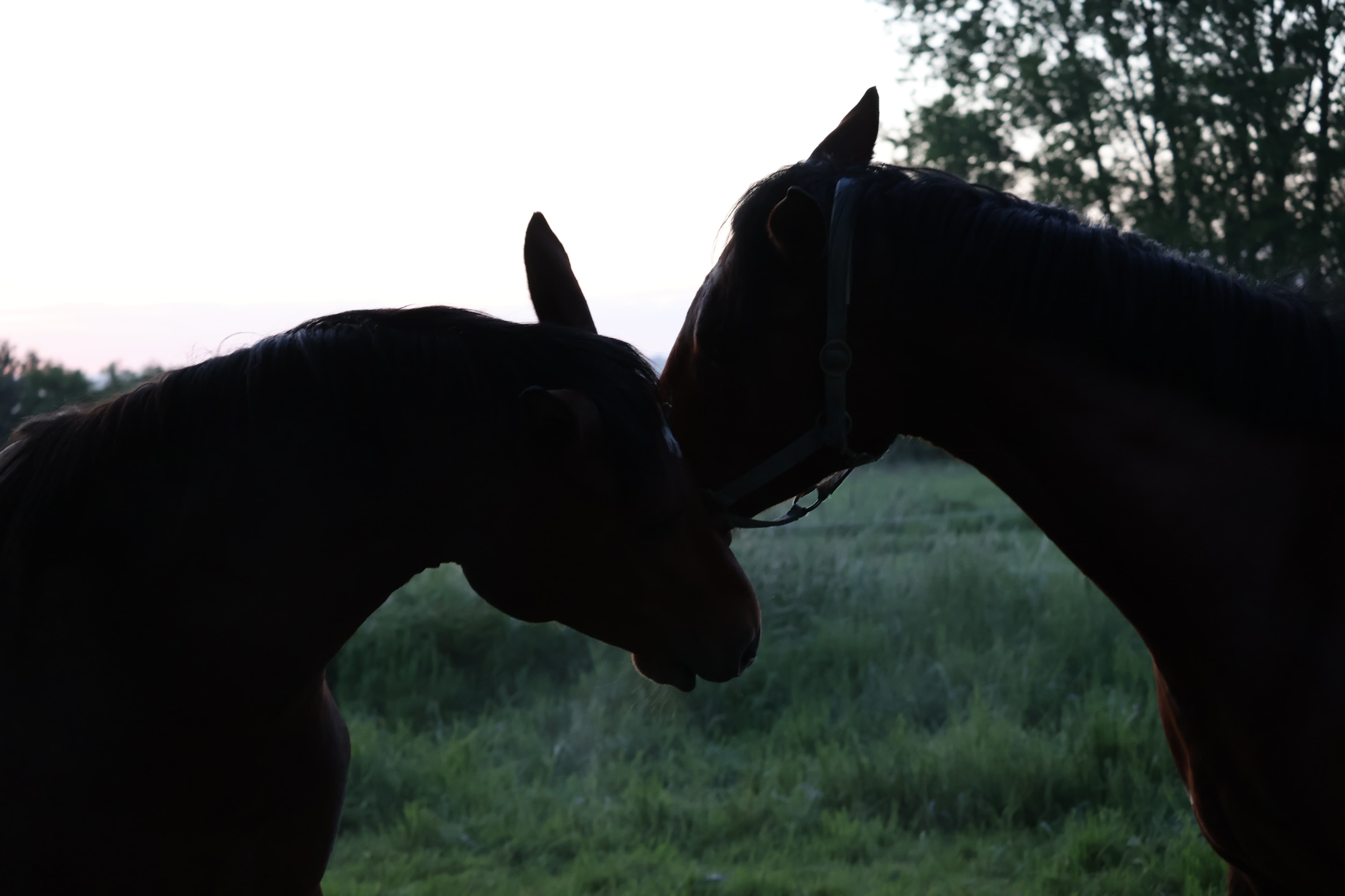 Zweijhrige Hengste des Gestt Hmelschenburg - 16.Mai 2025 - Trakehner Gestt Hmelschenburg - Foto Sabine Beyer