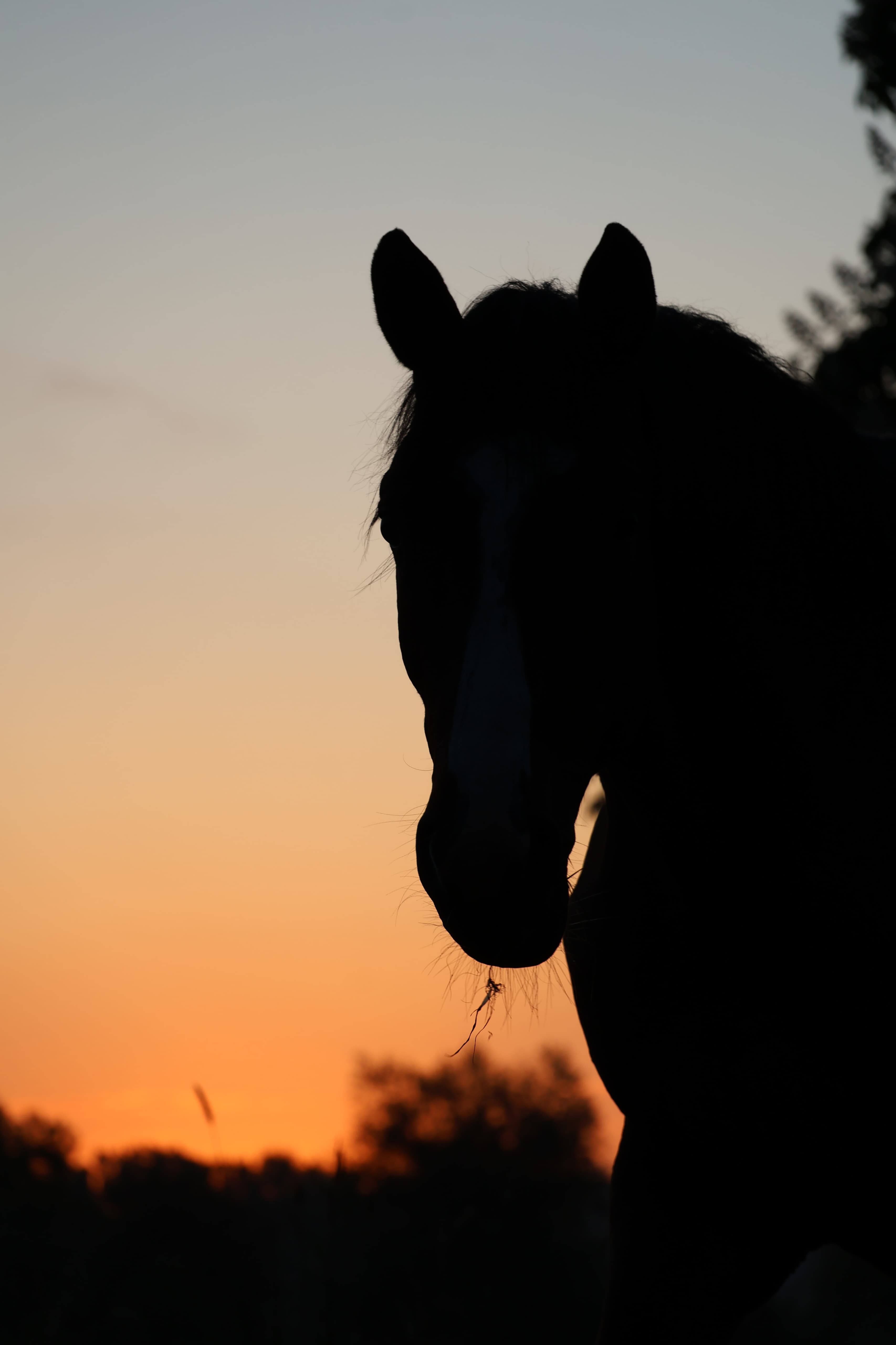 Zweijhrige Hengste des Gestt Hmelschenburg - 16.Mai 2025 - Trakehner Gestt Hmelschenburg - Foto Sabine Beyer