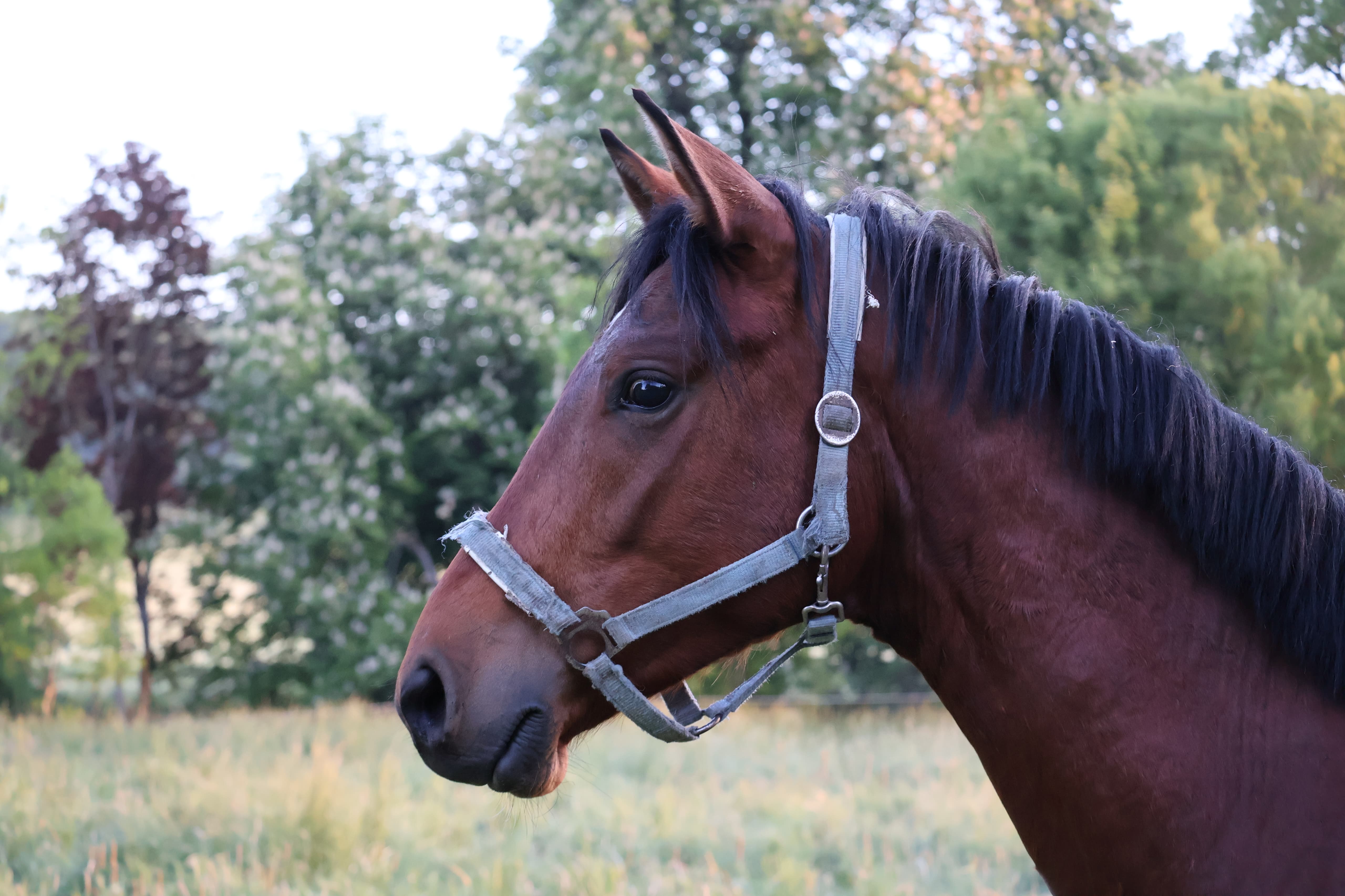 Zweijhrige Hengste des Gestt Hmelschenburg - 16.Mai 2025 - Trakehner Gestt Hmelschenburg - Foto Sabine Beyer