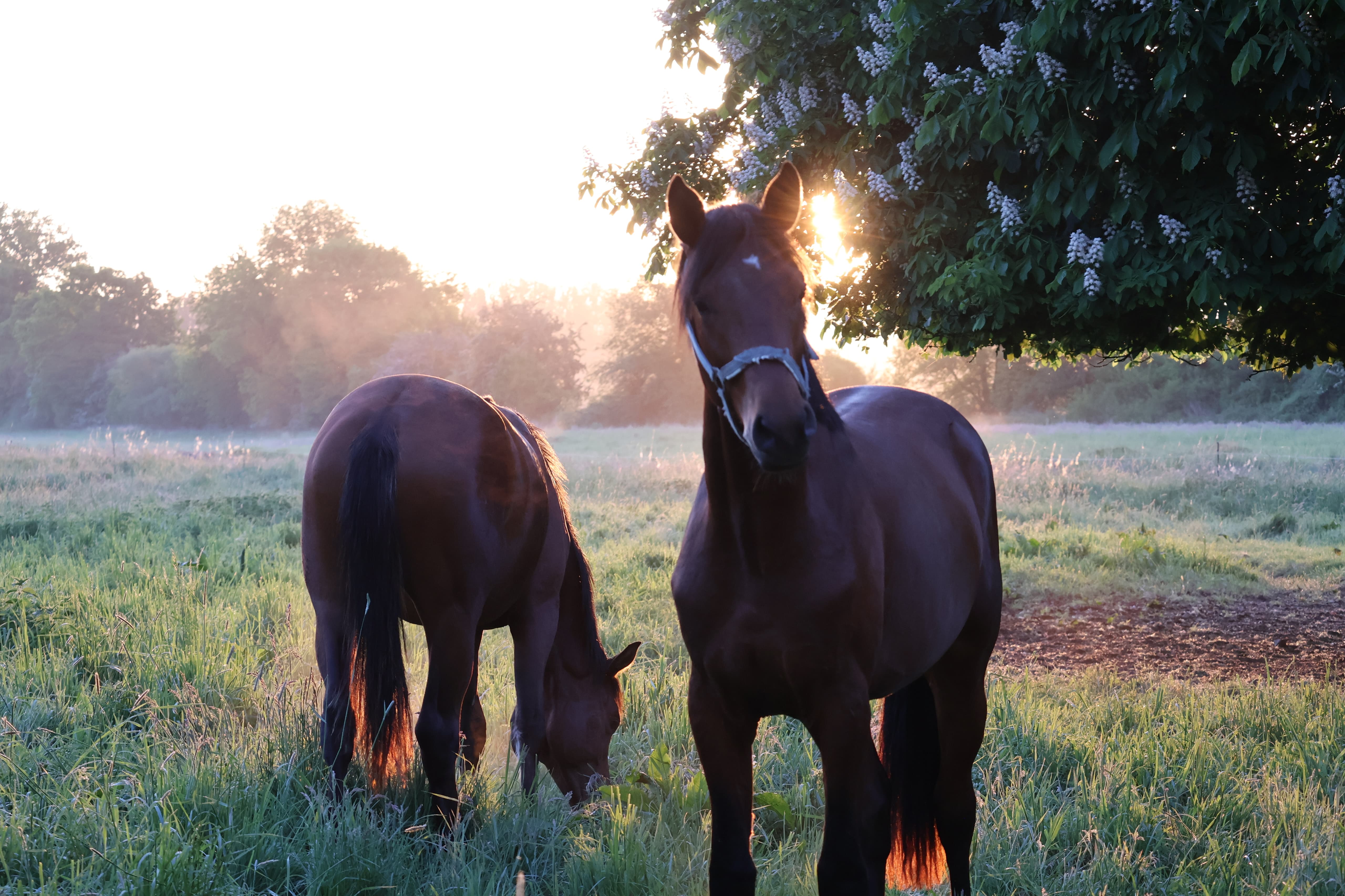 Zweijhrige Hengste des Gestt Hmelschenburg - 16.Mai 2025 - Trakehner Gestt Hmelschenburg - Foto Sabine Beyer