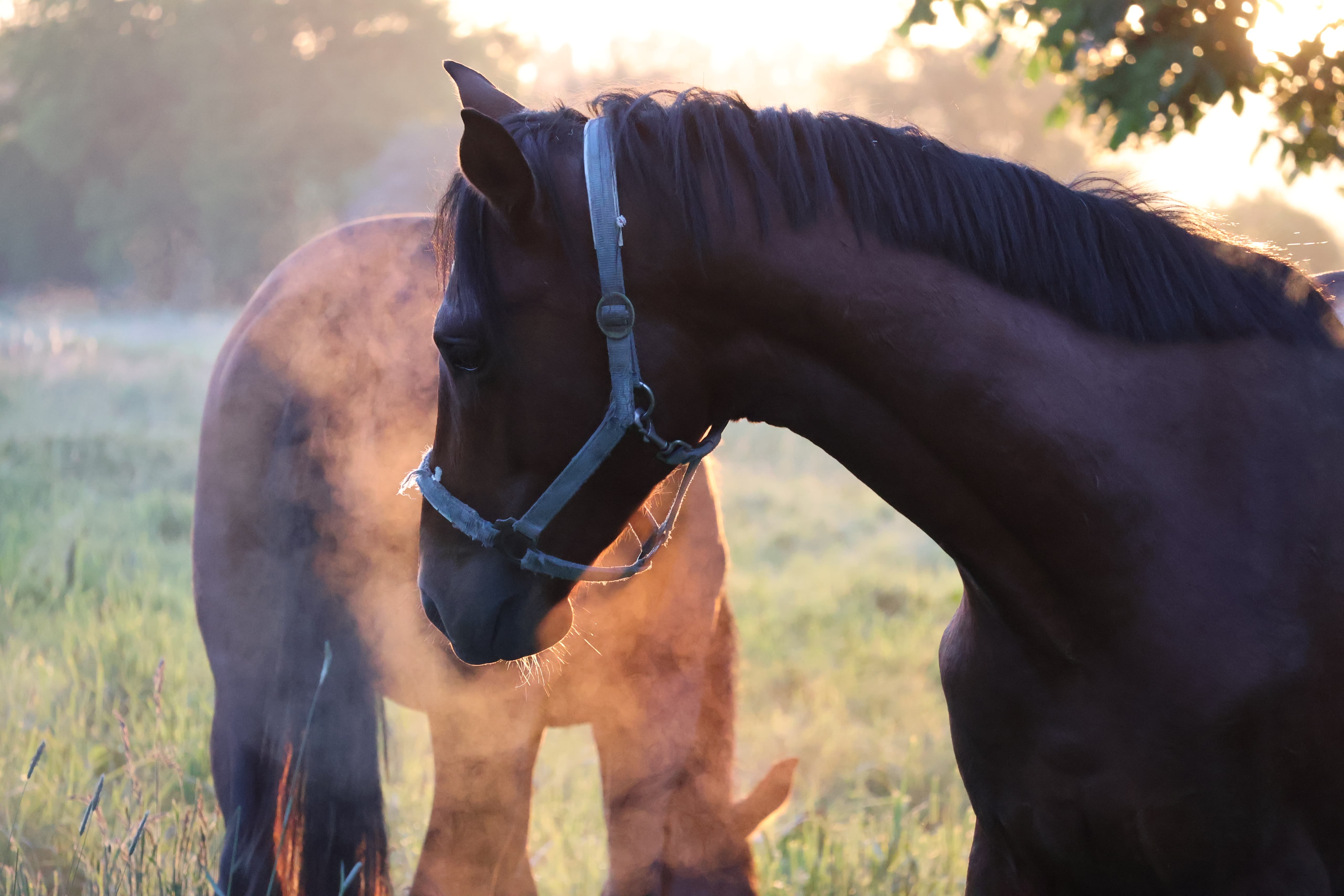 Zweijhrige Hengste des Gestt Hmelschenburg - 16.Mai 2025 - Trakehner Gestt Hmelschenburg - Foto Sabine Beyer