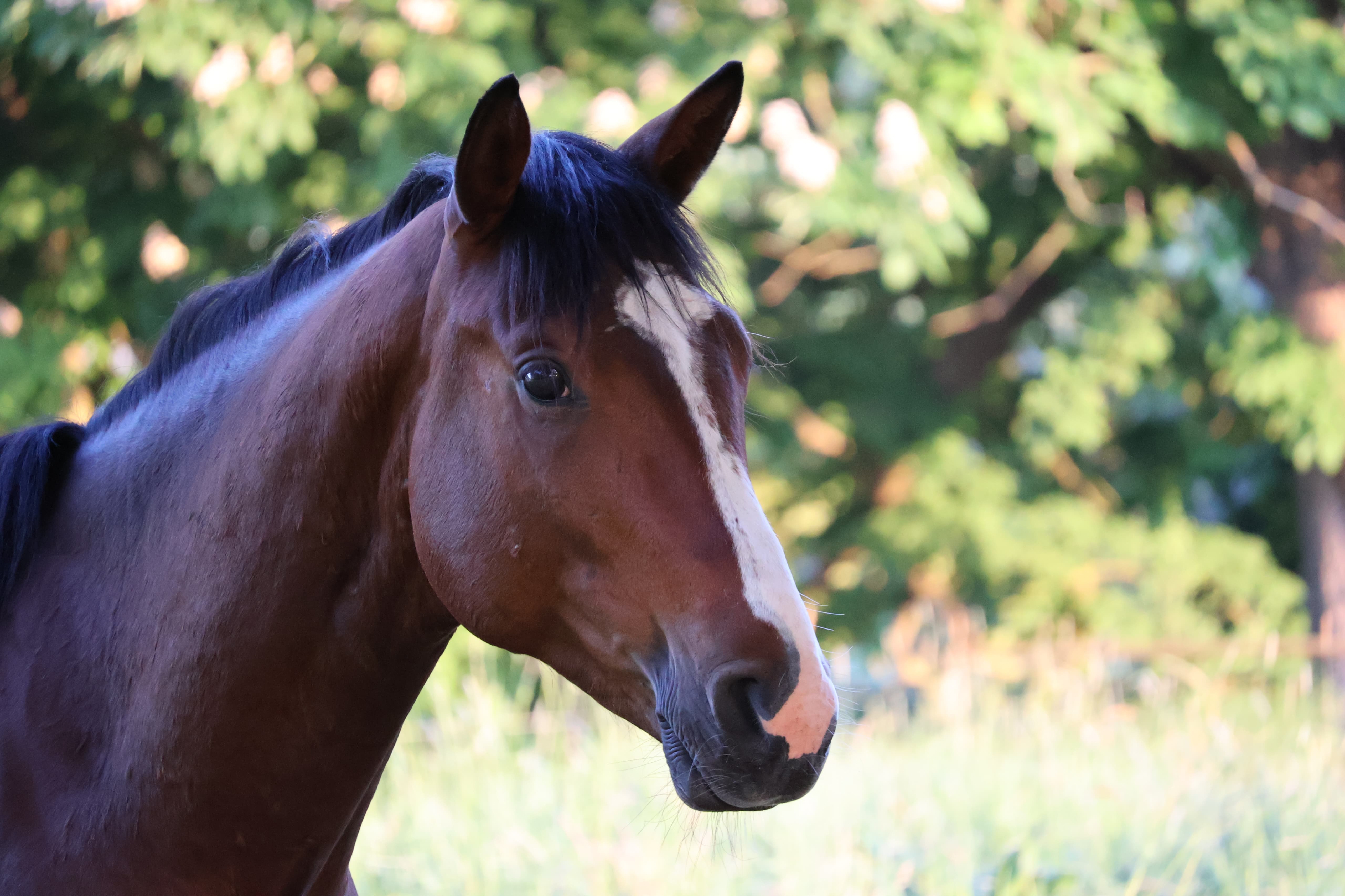 Zweijhrige Hengste des Gestt Hmelschenburg - 16.Mai 2025 - Trakehner Gestt Hmelschenburg - Foto Sabine Beyer